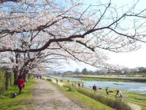 京都鴨川桜