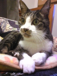 岳は今日手術。